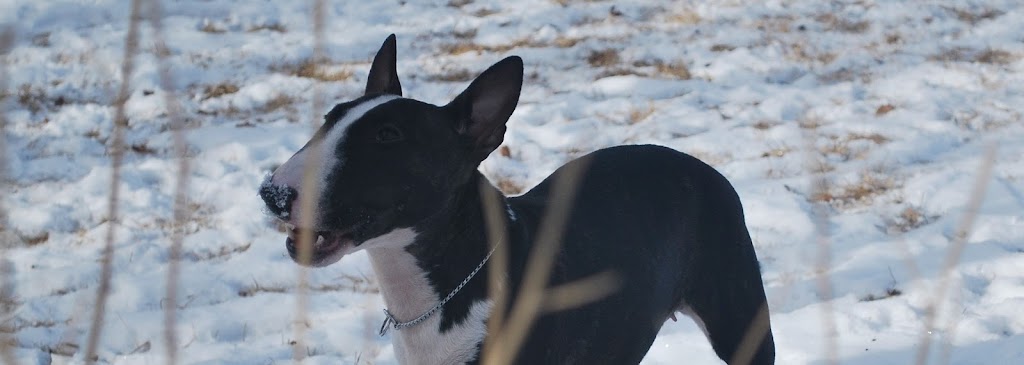 Tinydancer Miniature Bull Terriers - Canada | RR1, Millarville, AB T0L 1K0, Canada | Phone: (403) 933-5700