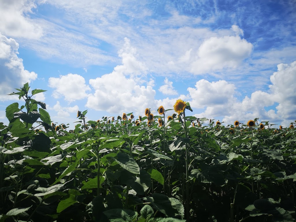 Green Corners Farm | 1259 Yorks Corners Rd, Edwards, ON K0A 1V0, Canada | Phone: (613) 898-1801