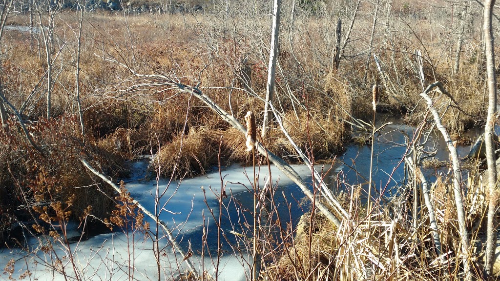 McIntosh Run Community Trail | 614 Herring Cove Rd, Halifax, NS B3R 1X6, Canada