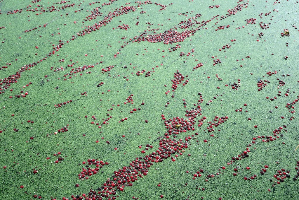 THE BOG Riverside Cranberry Farm | 26885 88 Ave, Langley City, BC V1M 3L8, Canada | Phone: (604) 614-7625