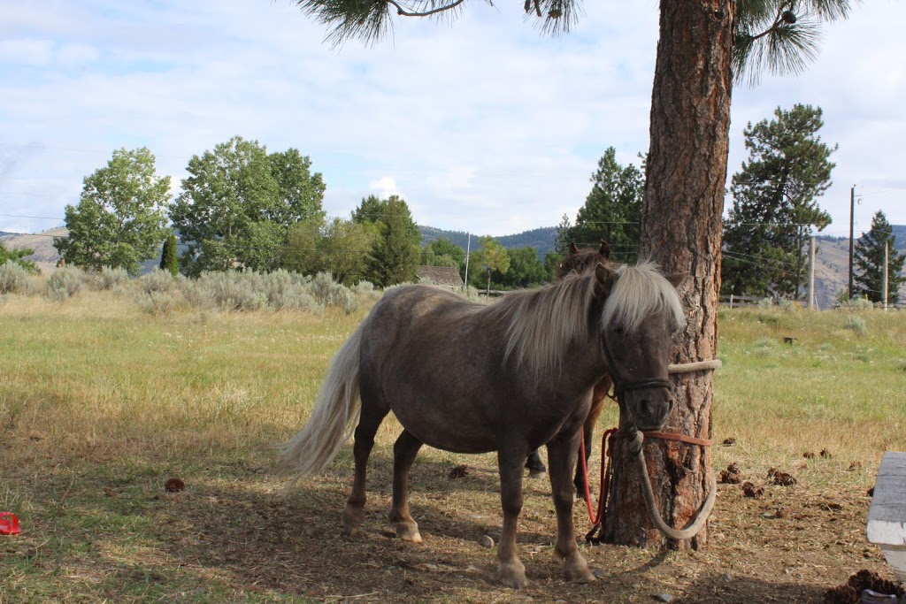 Erin Valley Riding Stable | 8825 Barnhartvale Rd, Kamloops, BC V2C 6W1, Canada | Phone: (250) 573-5442