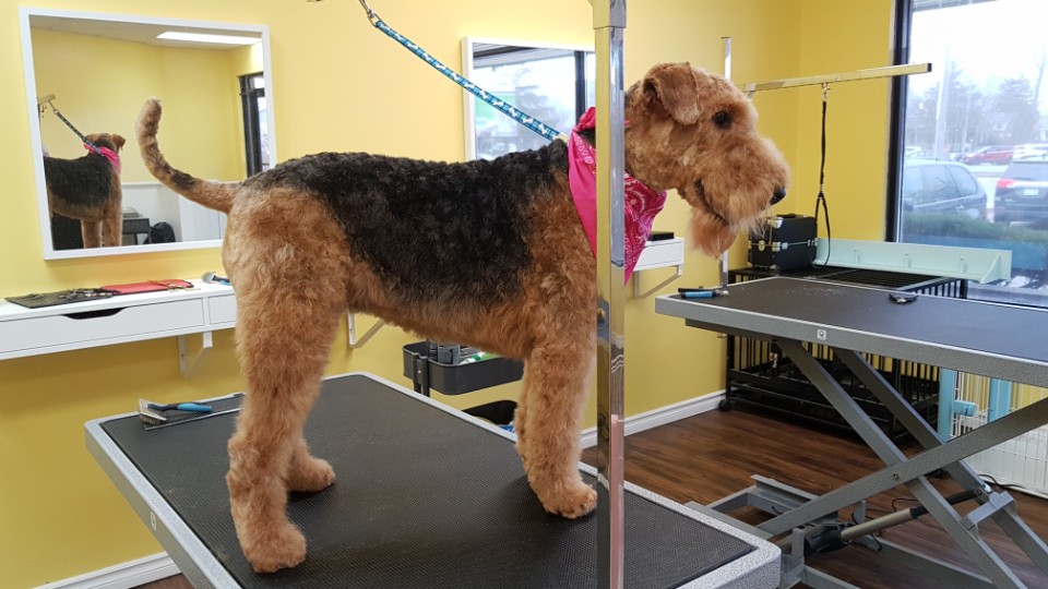 pawsitively pretty grooming | 2 Lakeshore Rd, St. Catharines, ON L2N 7E4, Canada | Phone: (905) 246-2367