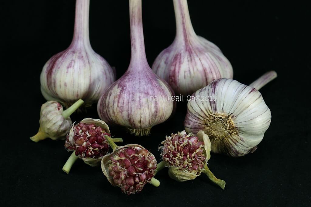 Jardin Nature Ail Garlic | 729 QC-255, Dudswell, QC J0B 1G0, Canada | Phone: (819) 388-1309