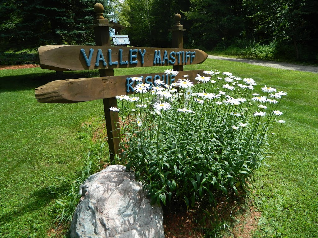 VALLEY MASTIFF RESCUE | 370 Chem. Cléo-Fournier, Duclos, QC J0X 1S0, Canada | Phone: (819) 661-4726