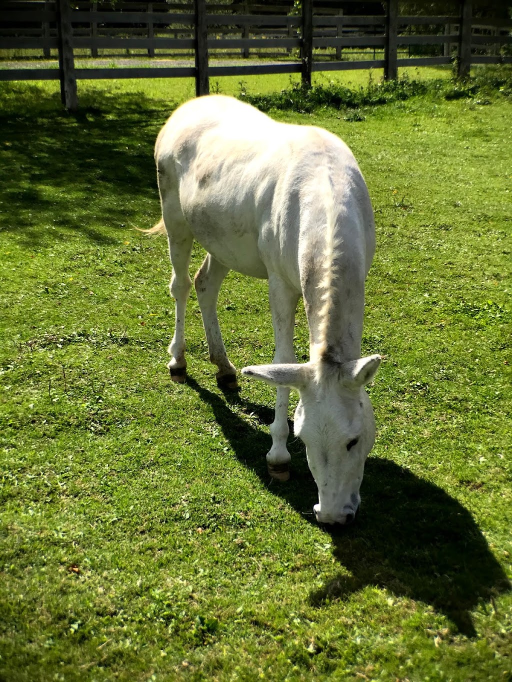 Pegasus Animal Sanctuary | 2090 Scugog Line 3, Port Perry, ON L9L 1B3, Canada | Phone: (647) 292-1700