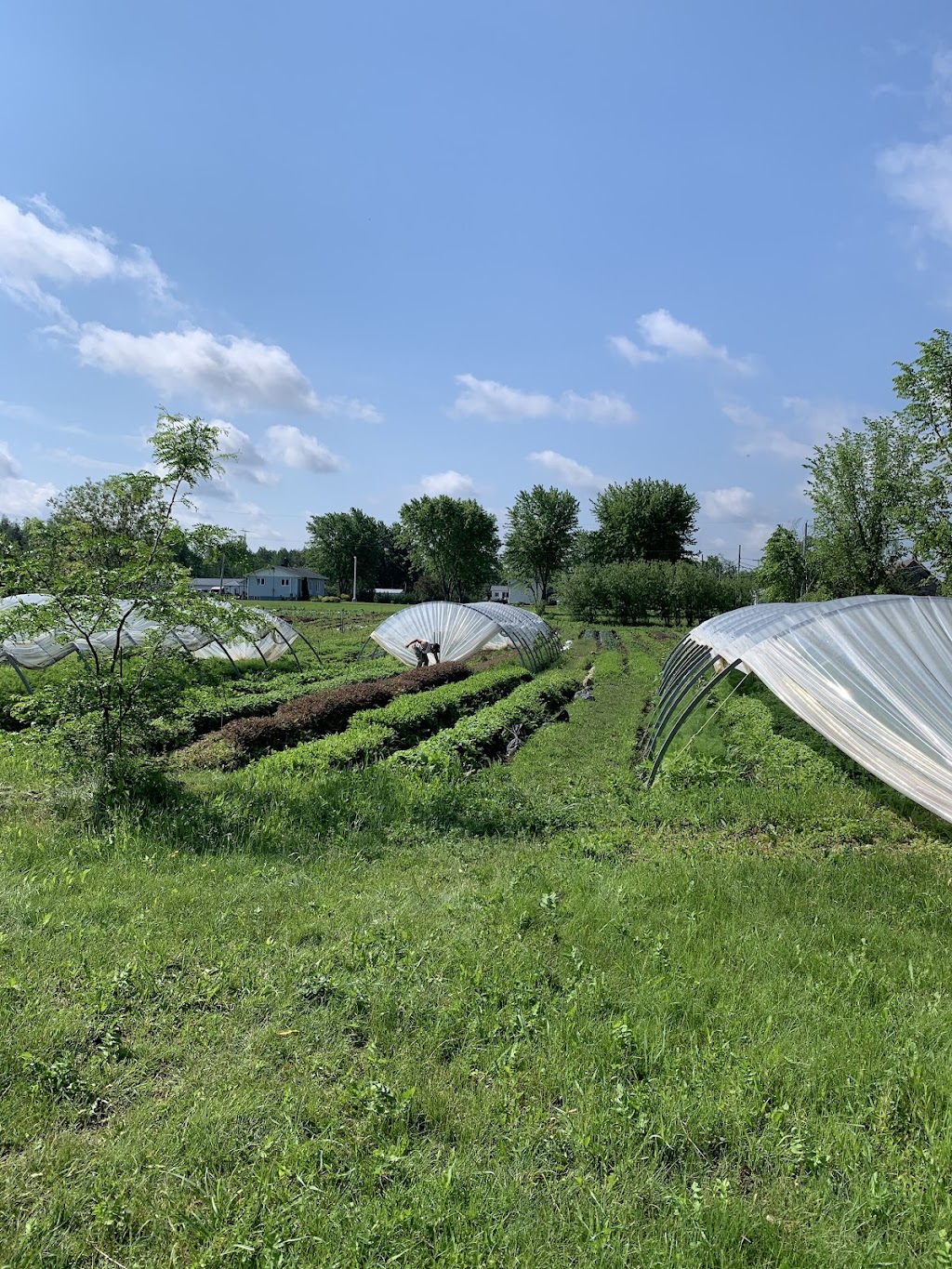 Les jardins Sauvé-Lafrance | 121 Rang Saint-André, Saint-Bernard-de-Lacolle, QC J0J 1V0, Canada | Phone: (514) 817-2086