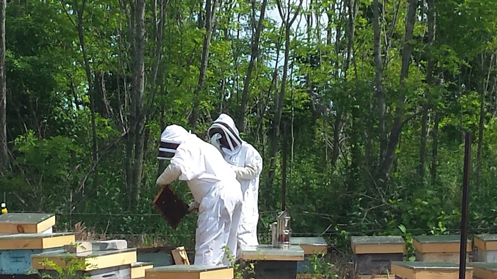 MoreRoses Apiaries & Honey | 29 Marine Dr, Hastings, ON K0L 1Y0, Canada | Phone: (416) 809-1561