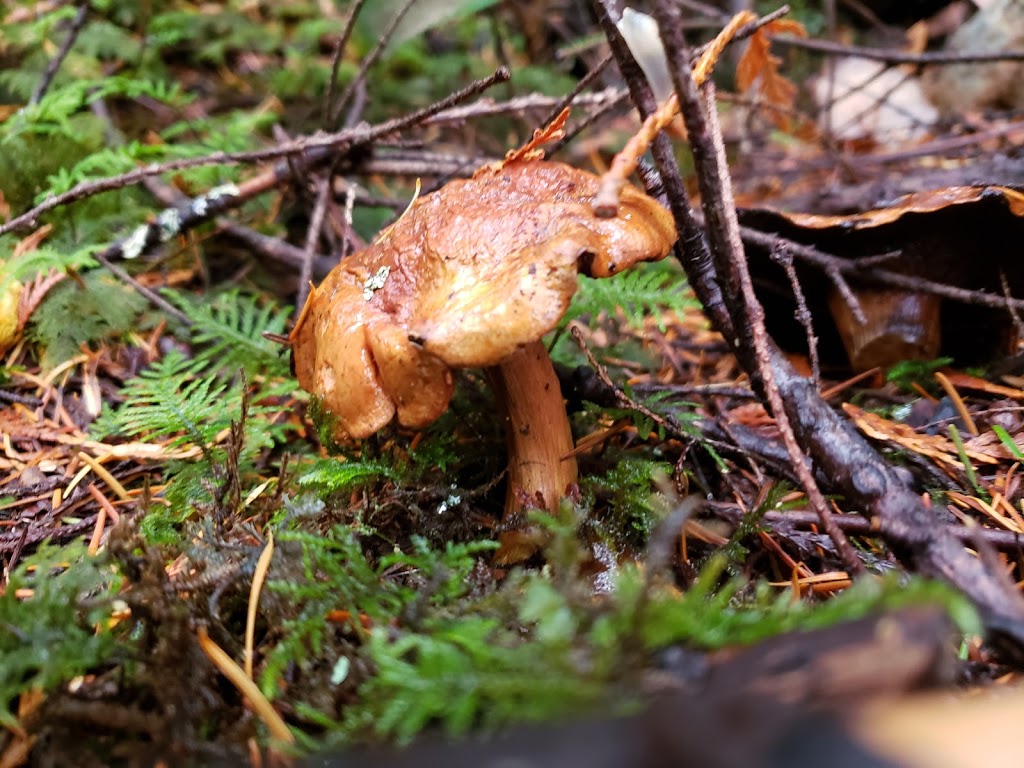 Mount Elphinstone Provincial Park | Crow Road, Roberts Creek, BC V0N 2W1, Canada | Phone: (800) 689-9025