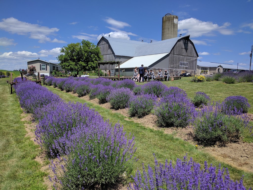 The Lavender Farm | 769 Drumbo Rd, Ayr, ON N0B 1E0, Canada | Phone: (519) 632-7368