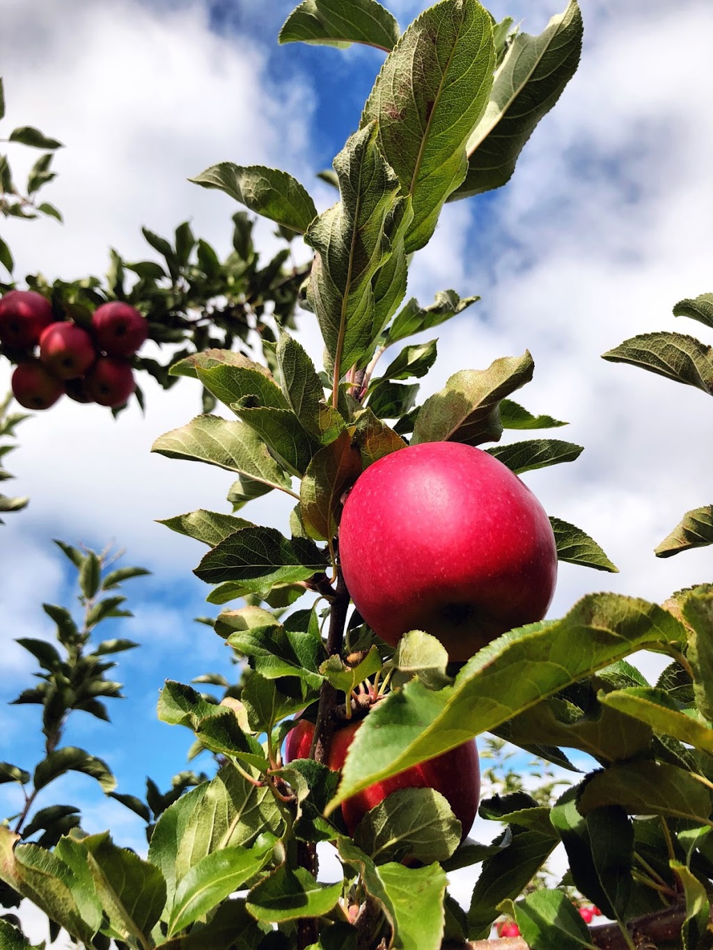 Ocean Crisp Apple Company | 15 Roscoe Dr, Kentville, NS B4N 3V7, Canada | Phone: (902) 681-3686