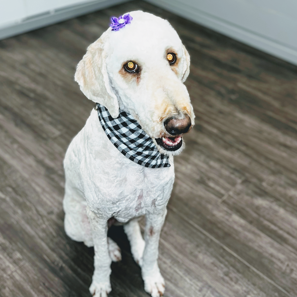 Chelsie Bows For Paws Dog Grooming Services | 5900 Jinkerson Rd, Chilliwack, BC V2R 0B2, Canada | Phone: (778) 322-4903