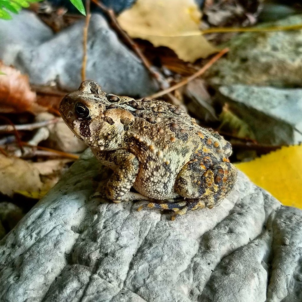 Bois-de-la-Roche Agricultural Park | Ch Senneville, Sainte-Anne-de-Bellevue, QC H9X 4A9, Canada