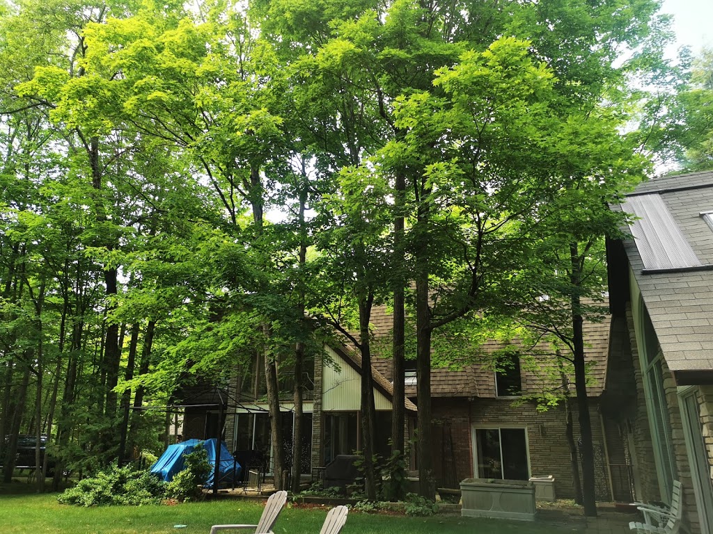 Palmer Tree Service | 11 Ward Rd, Warkworth, ON K0K 3K0, Canada | Phone: (705) 760-5644