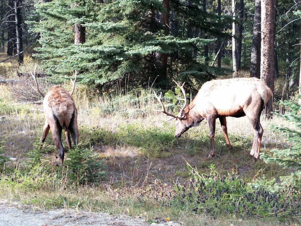 Johnston Canyon Campground | Improvement District No. 9, AB T0L, Canada | Phone: (877) 737-3783