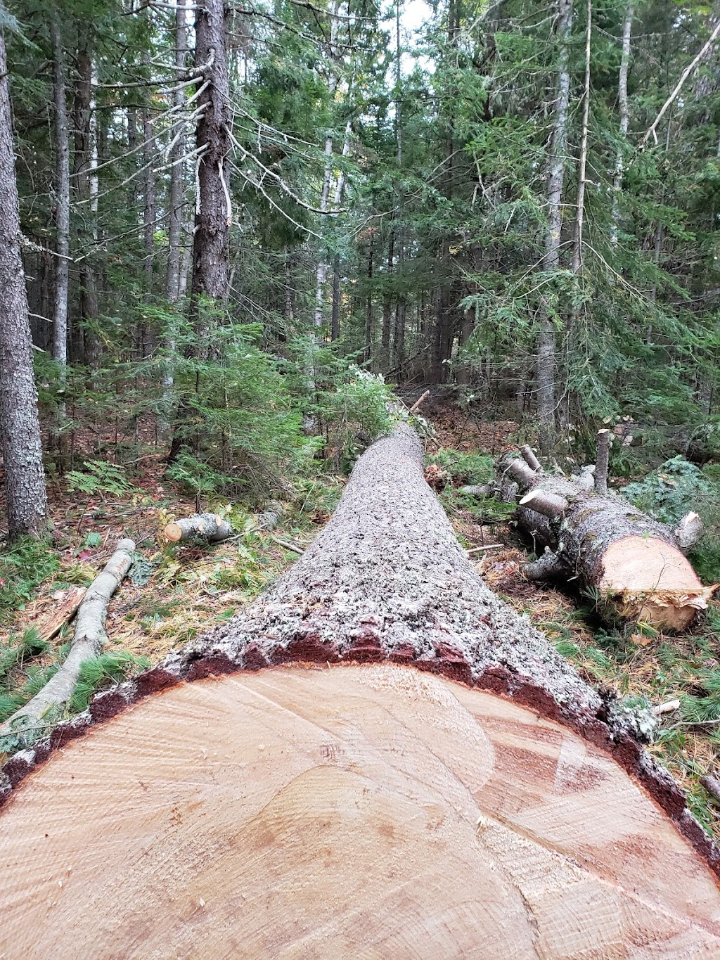 No Limits Tree Experts Inc. | 1359 NB-114, Lower Coverdale, NB E1J 1C5, Canada | Phone: (506) 609-8733