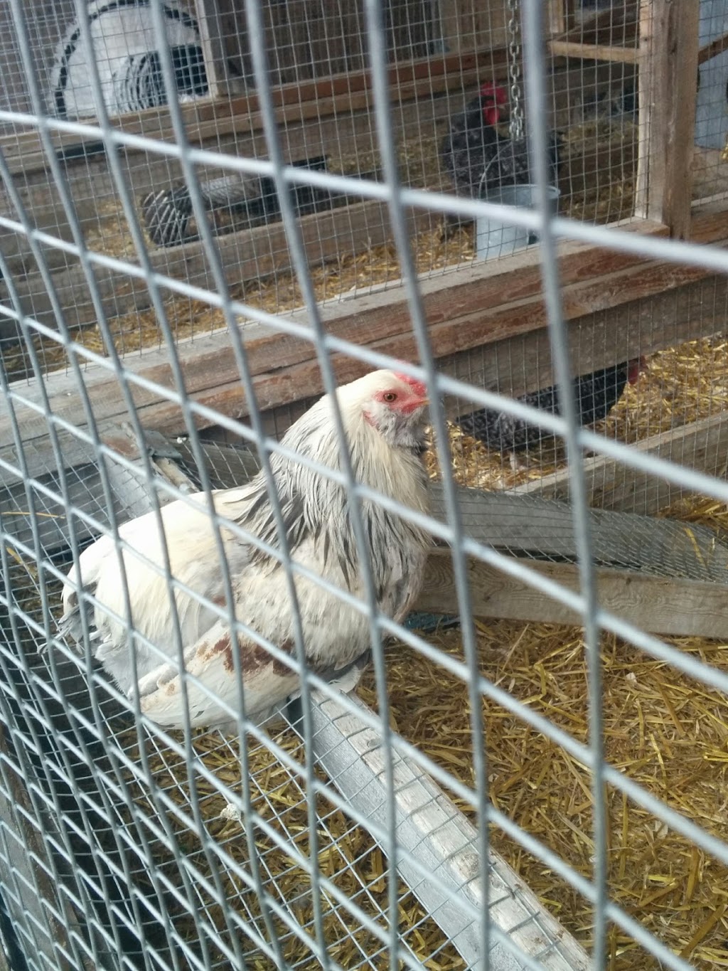 Ferme Régis Enr | Rang de la Deuxieme Chaloupe, Notre-Dame-des-Prairies, QC J6E 7Y8, Canada | Phone: (450) 755-4905