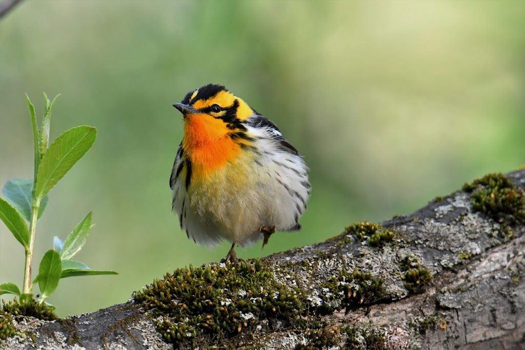 Club Des Ornithologues | CP 53059 Québec La Canardière, Québec, QC G1J 5K3, Canada | Phone: (418) 847-7645