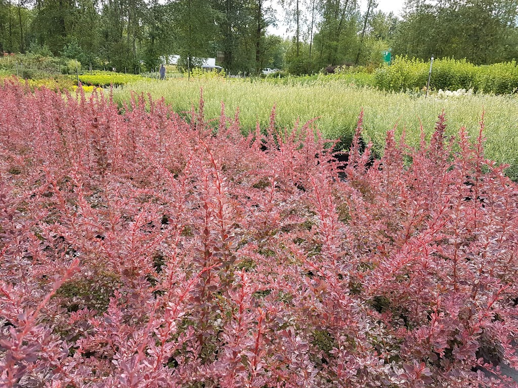 Golden Spruce Nurseries 2009 Ltd. | 23718 72 Ave, Langley City, BC V1M 3K9, Canada | Phone: (604) 881-1141