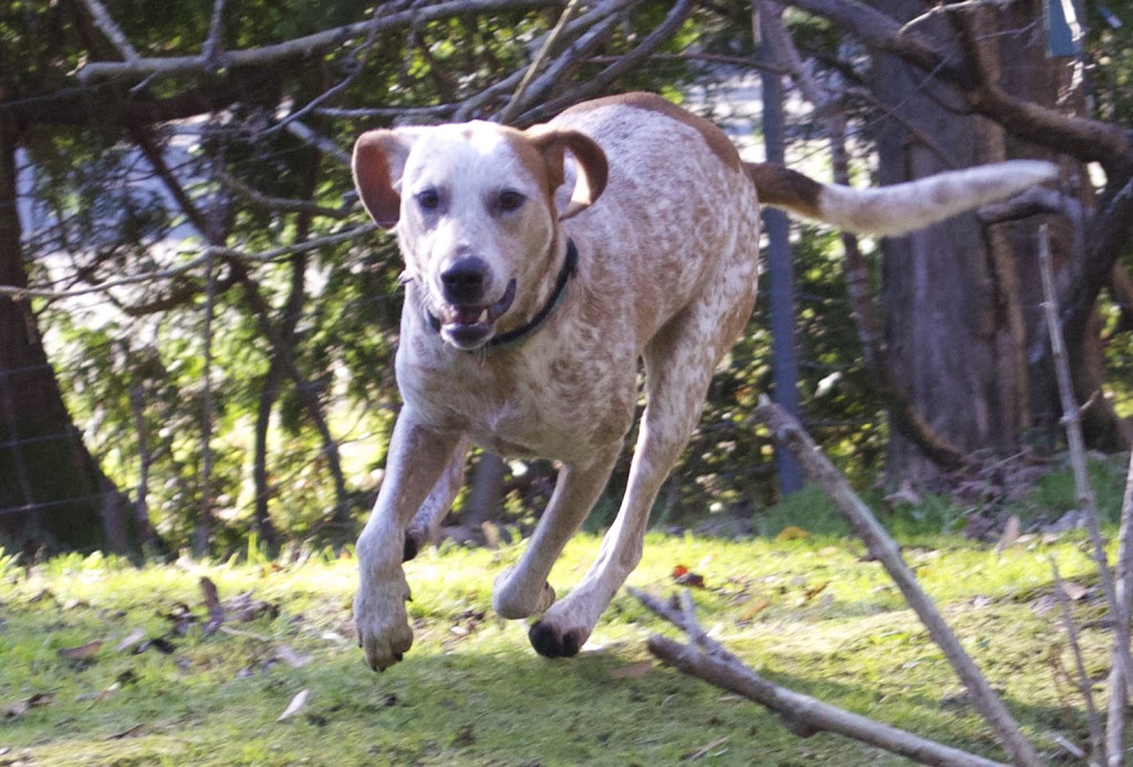 Dogs of Distinction Canine Tra | Box 32, Roberts Creek, BC V0N 2W0, Canada | Phone: (604) 989-3647