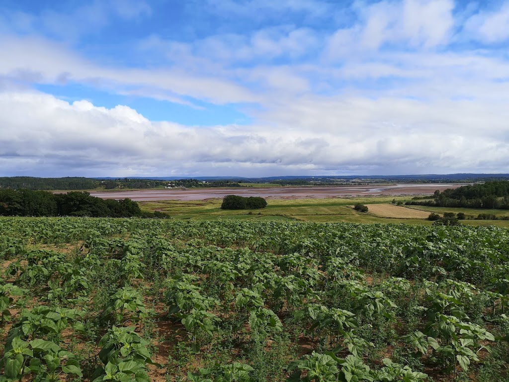 The Sunflower Maze Farm | 1194 Nova Scotia Trunk 1, Falmouth, NS B0P 1L0, Canada | Phone: (902) 790-0542