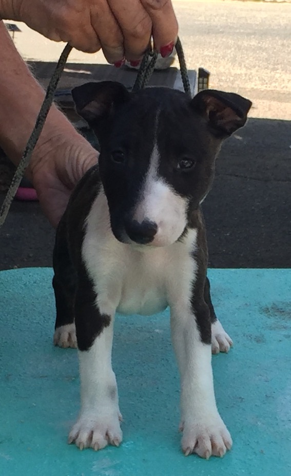 Tinydancer Miniature Bull Terriers - Canada | RR1, Millarville, AB T0L 1K0, Canada | Phone: (403) 933-5700