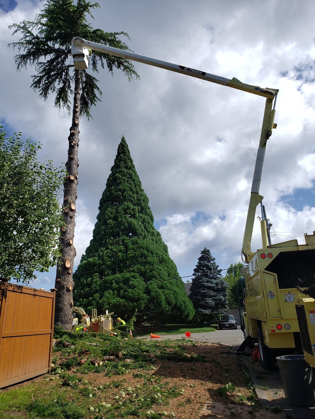 Bartlett Tree Experts | 4370 Interurban Rd, Victoria, BC V9E 2C4, Canada | Phone: (250) 479-3873