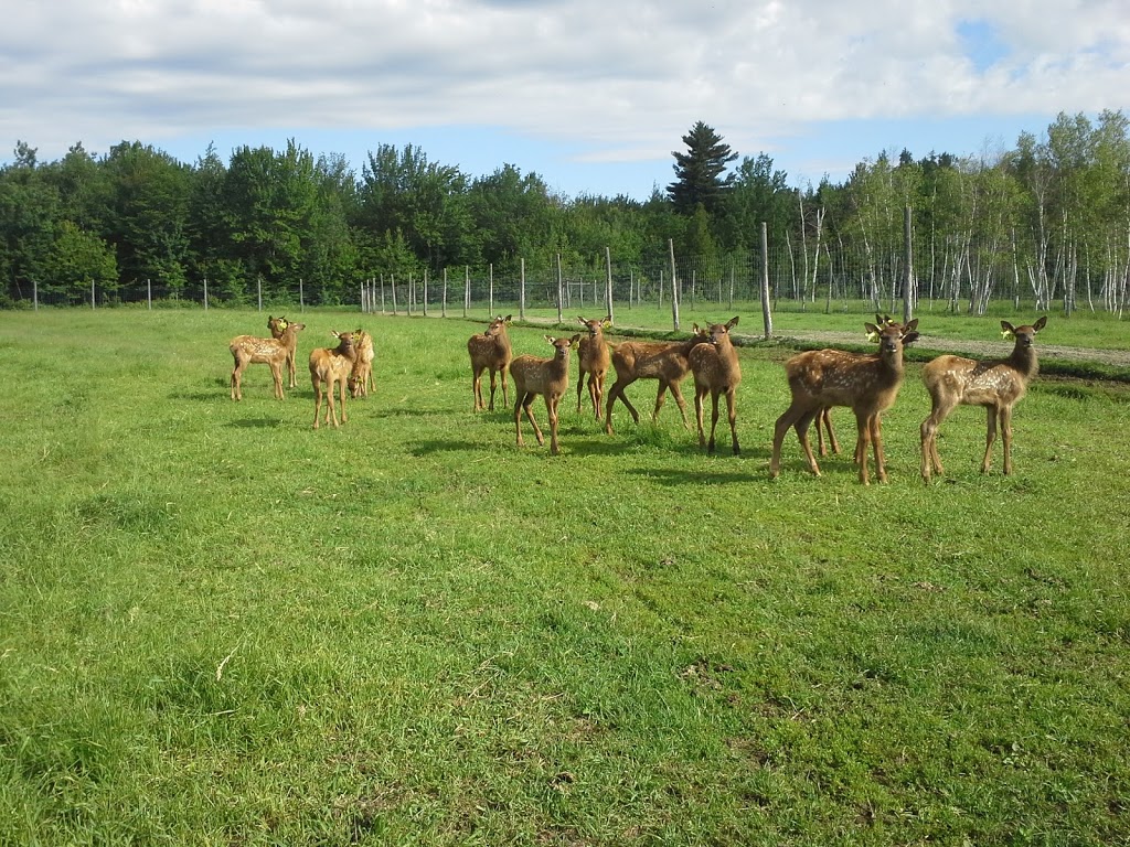 Ferme les Wapitis des Beaux Prés | 2480 10e Rang, Aston-Jonction, QC G0Z 1A0, Canada | Phone: (877) 226-3099