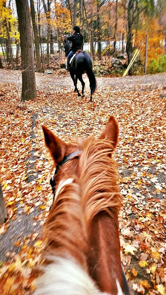 Ferme Willowbrook Farm (École déquitation classique) | 9125 Rue St Vincent, Mirabel, QC J7N 2V5, Canada | Phone: (514) 606-3327