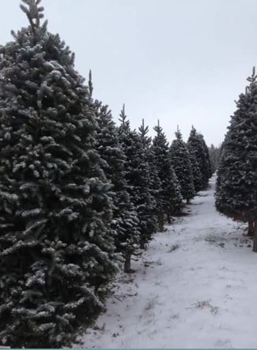 Wintersingers Christmas Tree Farm | 5837 3 Line, Hillsburgh, ON N0B 1Z0, Canada | Phone: (519) 855-6163