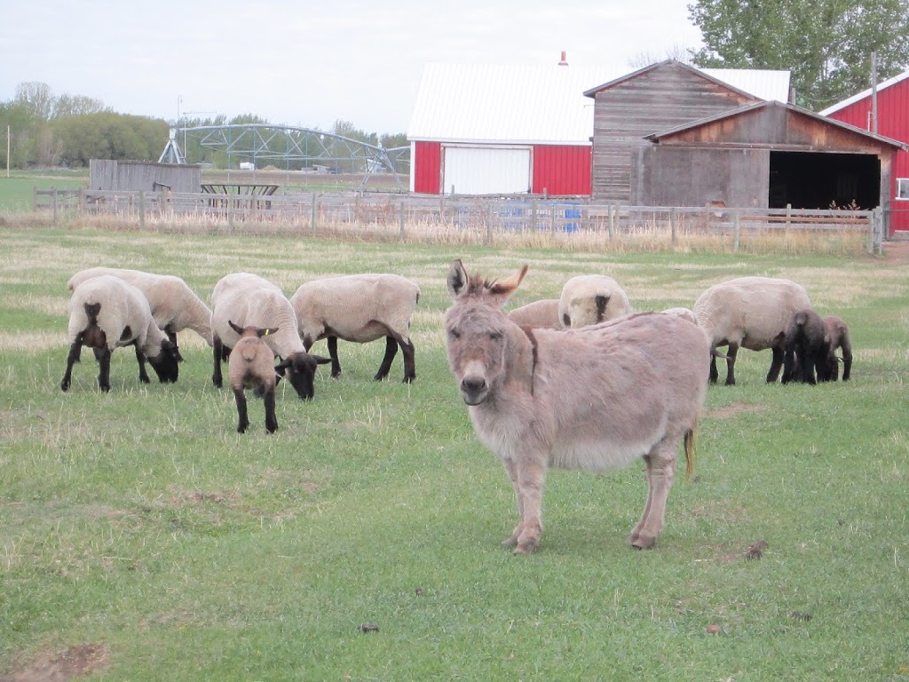 Elbas Farms Vacation Cottages and RV Park | Howe Rd, Lethbridge, AB T1J 5P9, Canada | Phone: (403) 329-8181