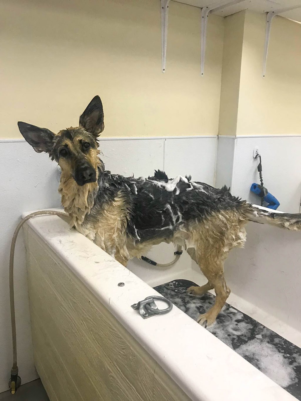 Paws in the Bath Dog Grooming | 305 Barrie St Unit 4A-1, Bradford, ON L3Z 2B7, Canada | Phone: (905) 551-5777