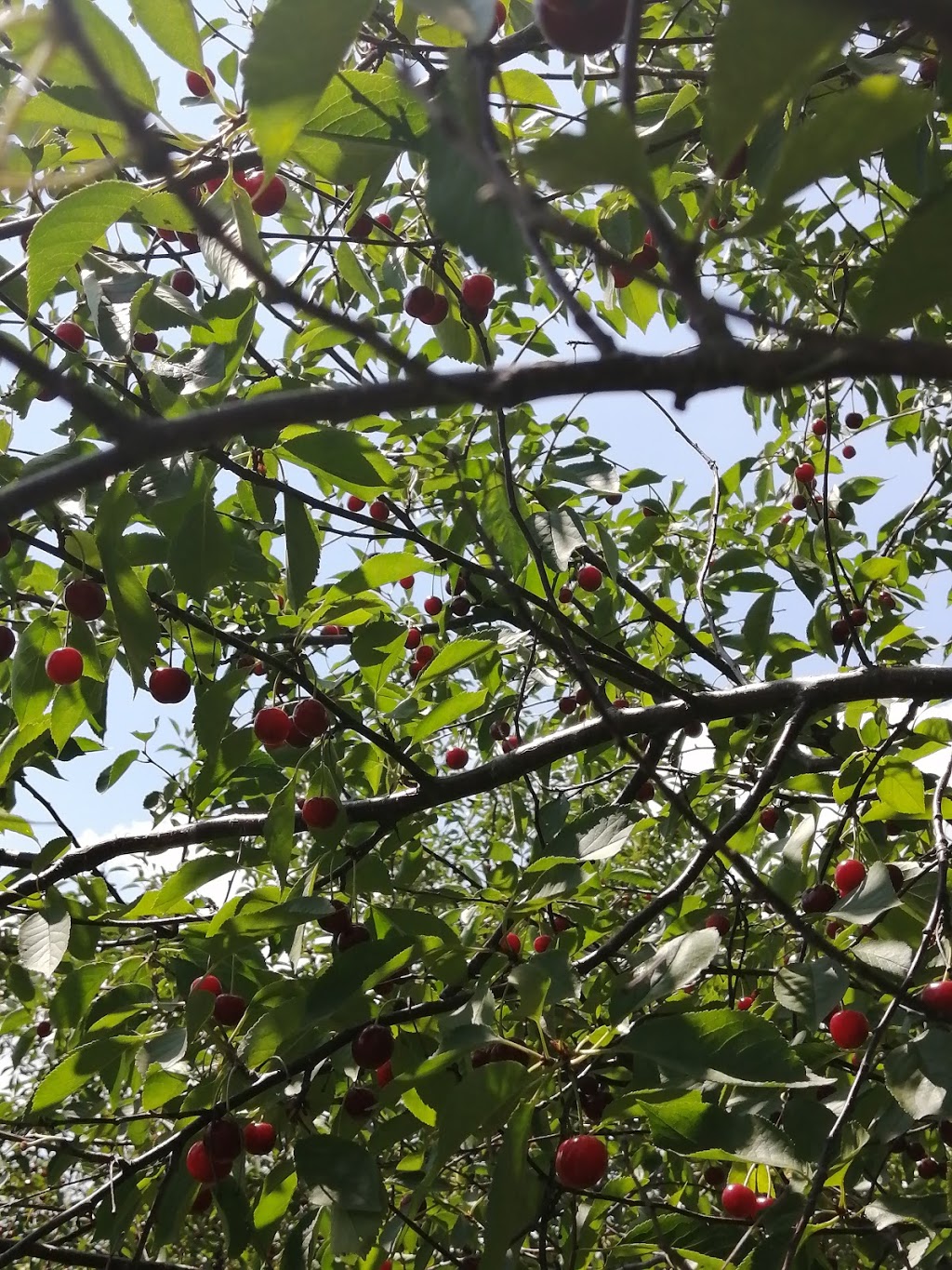 Fratric Orchard - Pick your own cherries | 162 Cokers Ln, Stoney Creek, ON L8E 5K8, Canada | Phone: (905) 643-3135