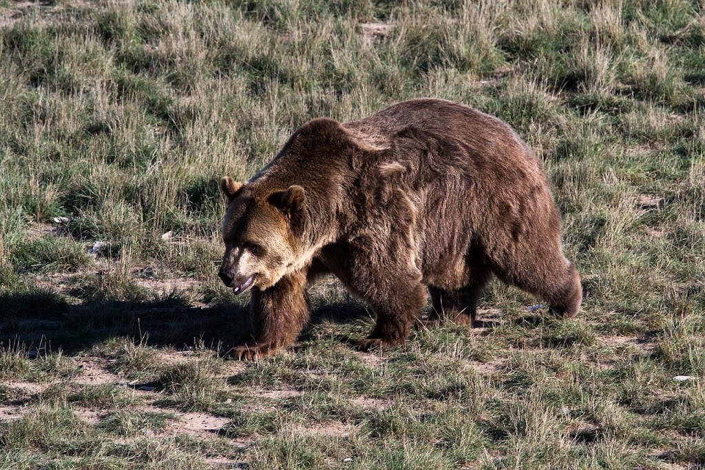 Bear Hunting Alberta | 5301 Magasin Ave Suite 199, Beaumont, AB T4X 1T9, Canada | Phone: (780) 652-0188