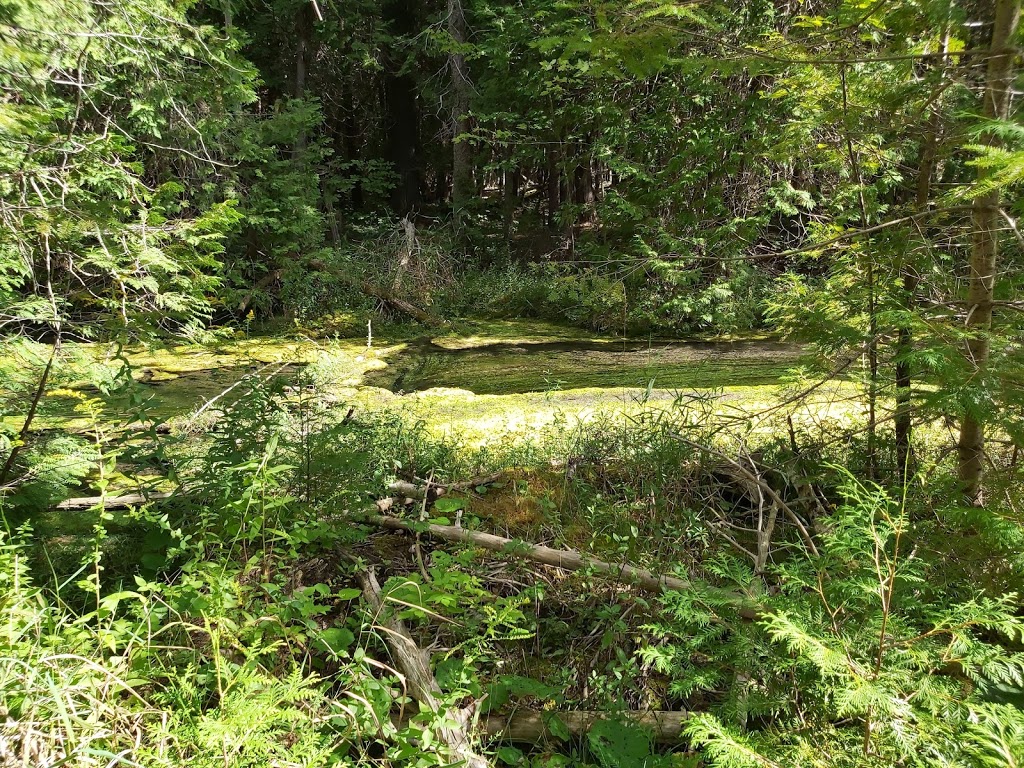 Sulphur Spring Conservation Area | 261123 Grey Rd 28, Hanover, ON N4N 3B8, Canada | Phone: (519) 367-3040