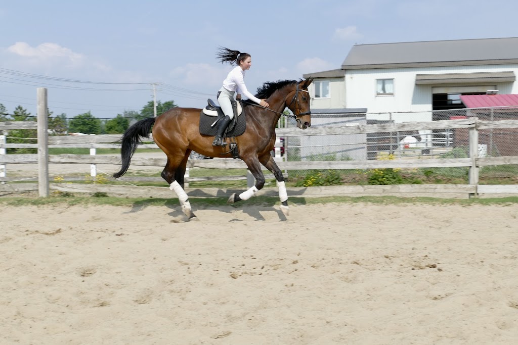 Academy Equestrian Mn | 172 Rang Lepage, Sainte-Anne-des-Plaines, QC J0N 1H0, Canada | Phone: (514) 604-7232