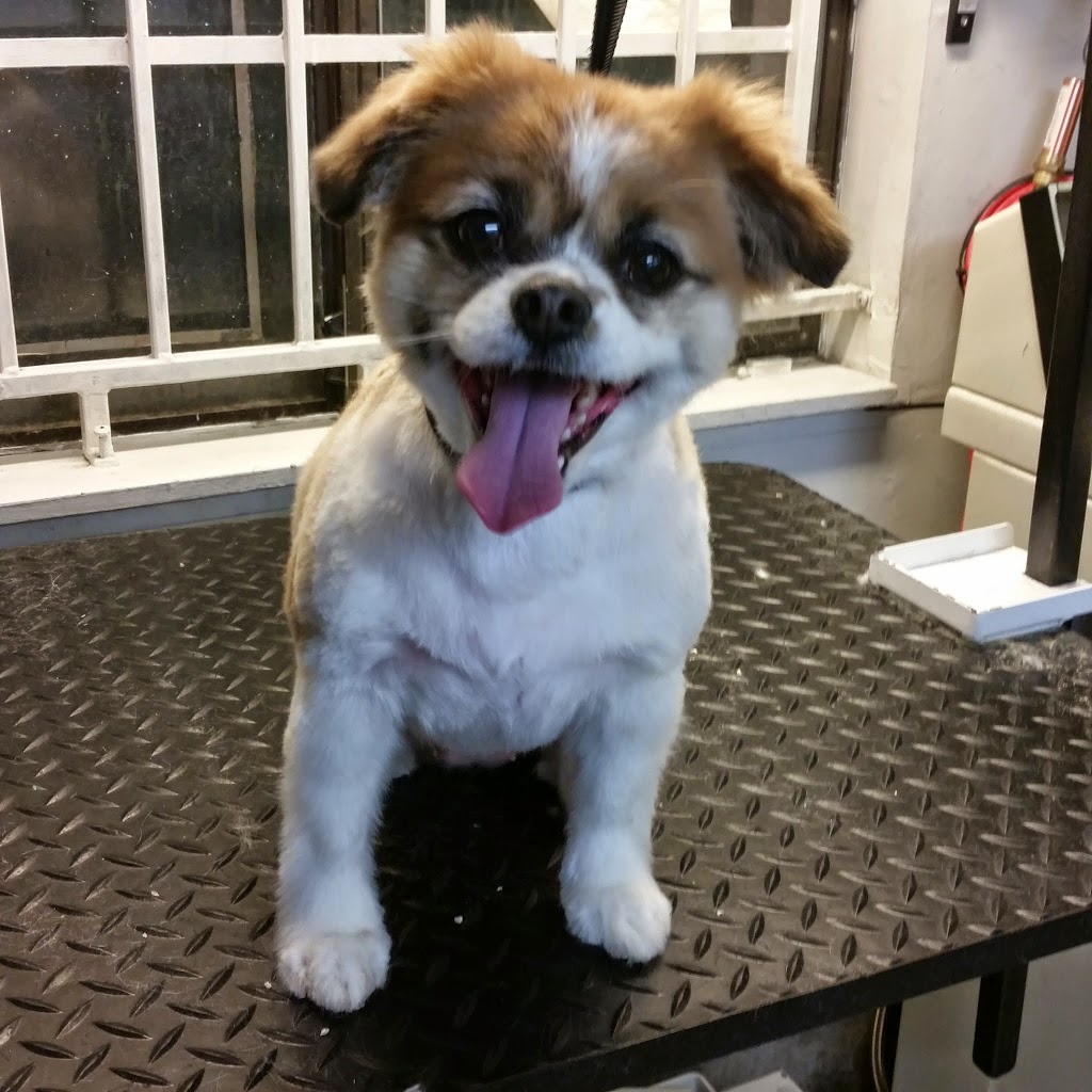 Ball and Biscuit Grooming | 1078 Kingsway, Vancouver, BC V5V 3C6, Canada | Phone: (604) 682-1899