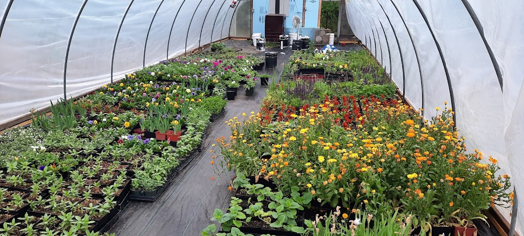 Saras Greenhouse | 1041 Filmore Rd, Saint Andrews, MB R1A 4H1, Canada | Phone: (204) 296-5709