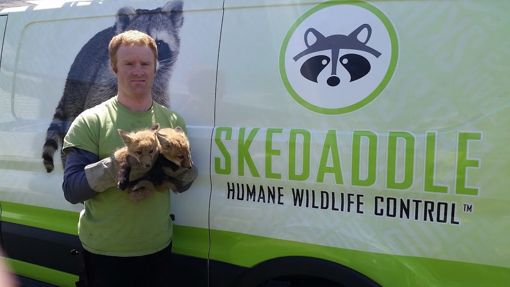 Skedaddle Humane Wildlife Control | 4007 Bush Crescent, Beamsville, ON L0R 1B9, Canada | Phone: (877) 222-9453