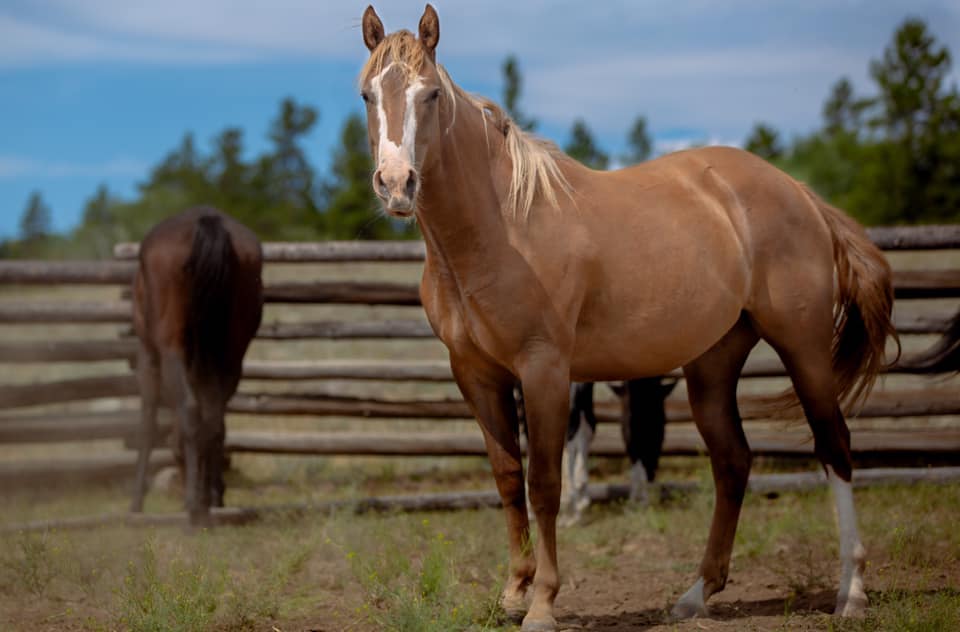 Tsylos Park Lodge & Adventures | Chilko Lake, Cariboo, BC V0L 1W0, Canada | Phone: (250) 483-4368