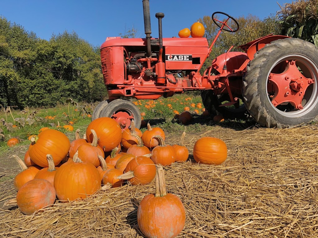 The Pumpkin Patch at Richmond Country Farms | 12900 Steveston Hwy, Richmond, BC V6W 1A3, Canada | Phone: (604) 274-0522