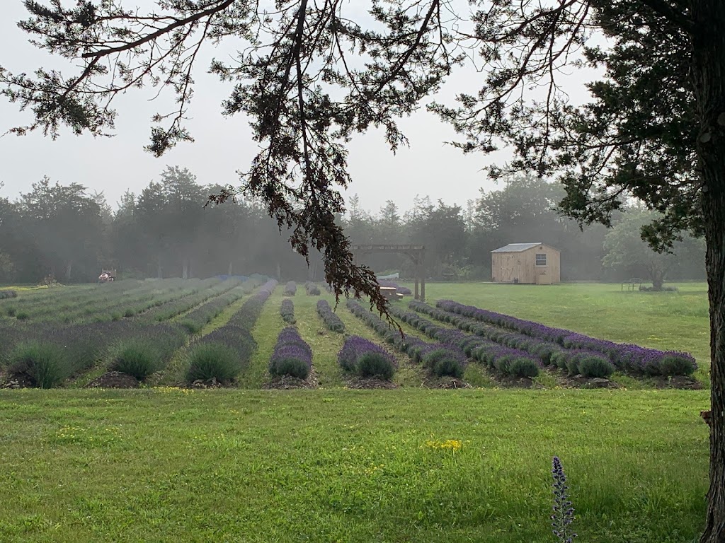 Violet Hill Lavender | 3634 County Rd 8, Picton, ON K0K 2T0, Canada | Phone: (647) 831-3203