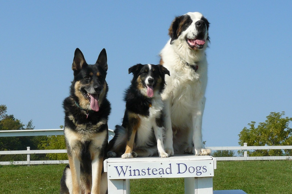 Winstead Dogs-Training & Boarding | 206 Gilead Rd, Bloomfield, ON K0K 1G0, Canada | Phone: (613) 393-2729