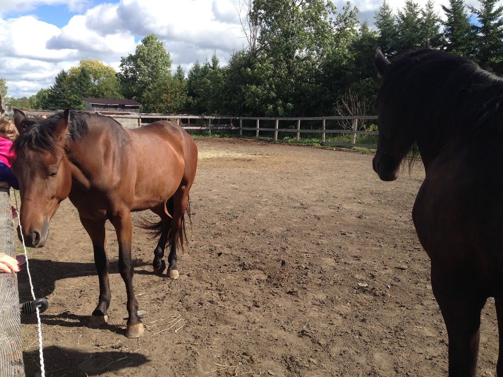 Equestrian Center Équiconnexion | 2588 Chemin Saint-Henri, Mascouche, QC J7K 3C3, Canada | Phone: (514) 242-9623