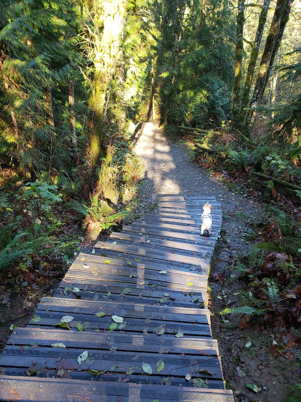 North Fork Loop Trail, | N Fork Loop Trail, Maple Ridge, BC V4R 1E3, Canada