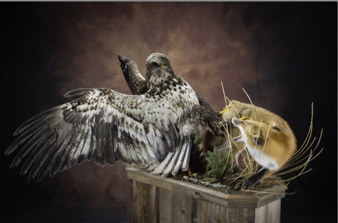 Art of Taxidermy (Ben Khorshidnam) | 2133 36 St N Bay 4, Lethbridge, AB T1H 5L1, Canada | Phone: (403) 360-2543