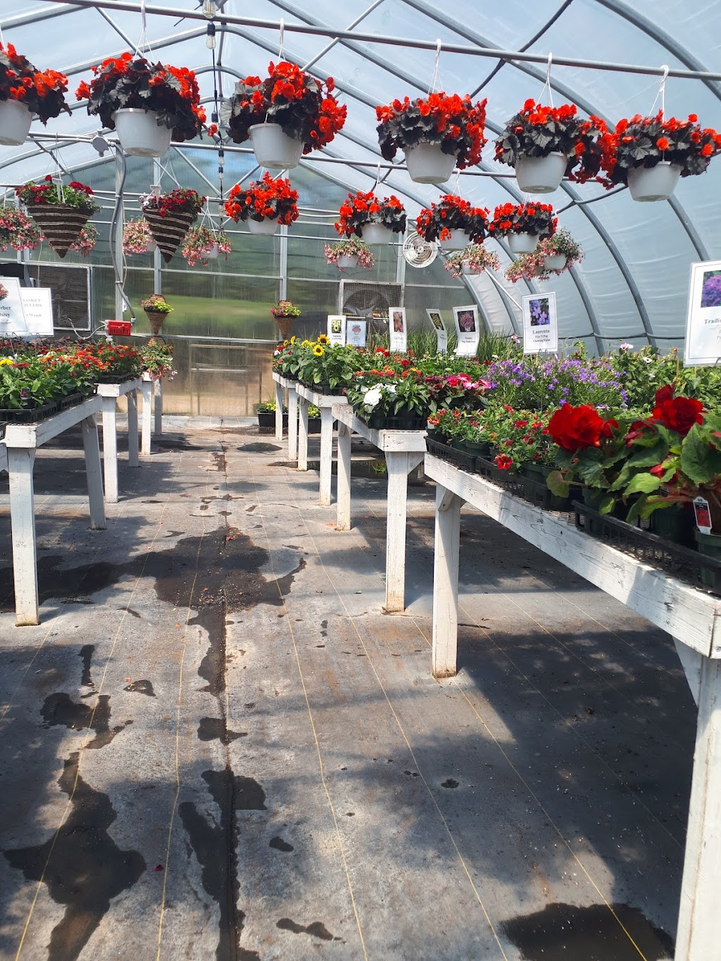 Neilys Greenhouse and Gardens | 10139 Nova Scotia Trunk 1, Paradise, NS B0S 1R0, Canada | Phone: (902) 824-1144