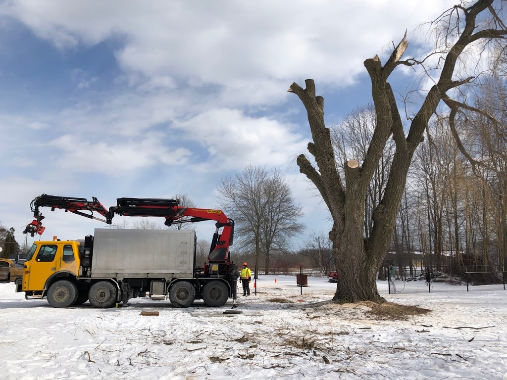 Brooklin Tree Care | 6675 Cochrane St, Whitby, ON L1M 1R4, Canada | Phone: (905) 242-2279