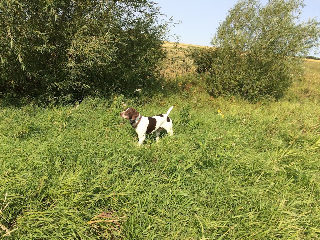 Diamond in the Ruff Kennels | 2 Miles West of Rosenort, Rosenort, MB R0G 1W0, Canada | Phone: (204) 746-2235