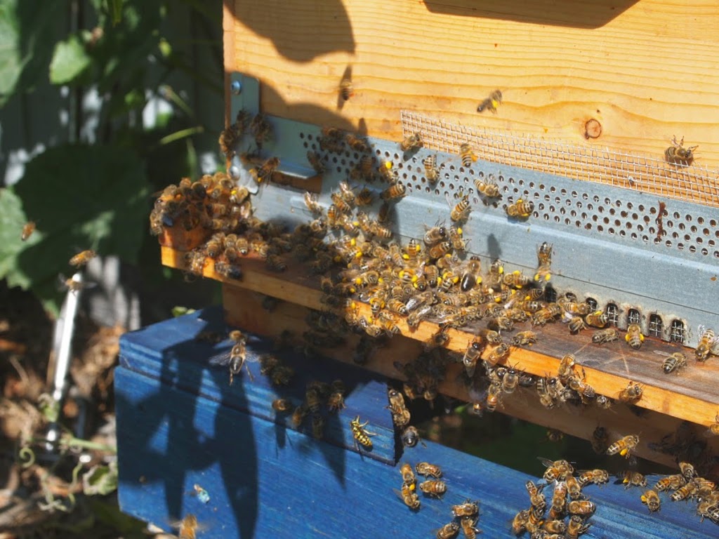 EquiFlora Micro Apiary | 7455 Carnarvon St, Vancouver, BC V6N 1K6, Canada | Phone: (604) 328-9416