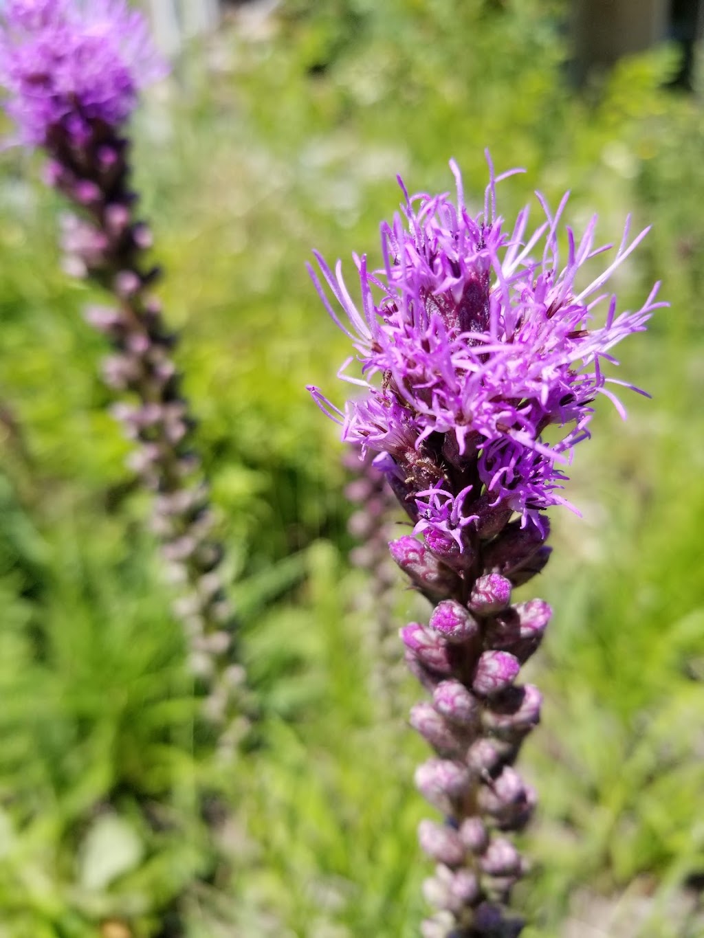 Natural Themes Native Plant Nursery & Organically Grown Produce | 219 Maybee Rd, Frankford, ON K0K 2C0, Canada | Phone: (613) 398-7971